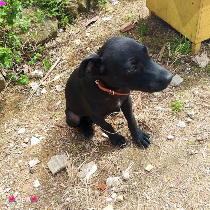 Cachorro raça SRD-ViraLata idade 2 a 6 meses nome tob