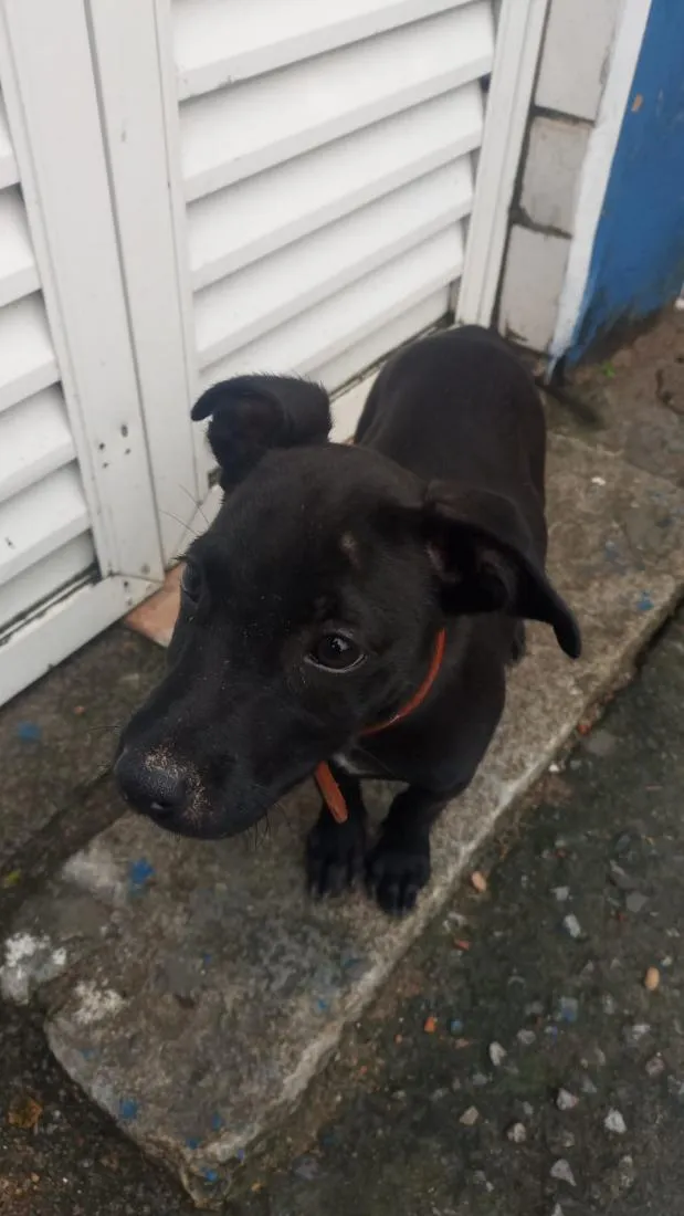 Cachorro raça SRD-ViraLata idade 2 a 6 meses nome tob