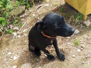 Cachorro raça SRD-ViraLata idade 2 a 6 meses nome tob