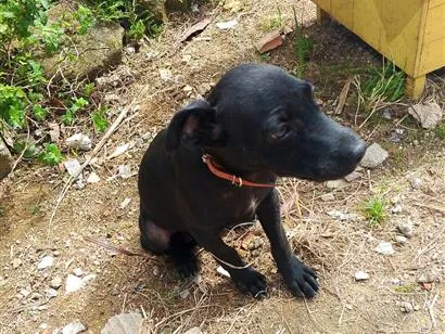 Cachorro raça SRD-ViraLata idade 2 a 6 meses nome tob