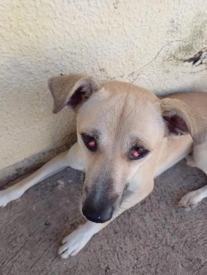 Cachorro raça SRD-ViraLata idade 2 a 6 meses nome luke