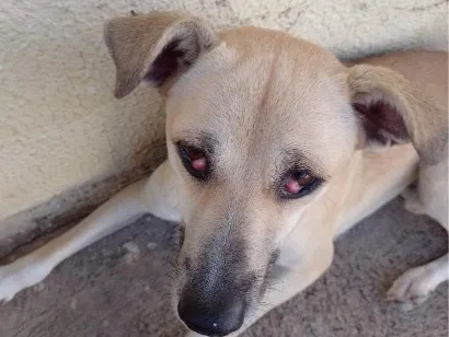 Cachorro raça SRD-ViraLata idade 2 a 6 meses nome luke