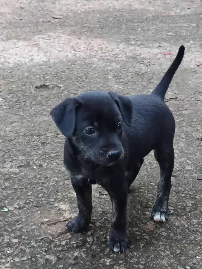 Cachorro raça SRD-ViraLata idade Abaixo de 2 meses nome Josyane Pires