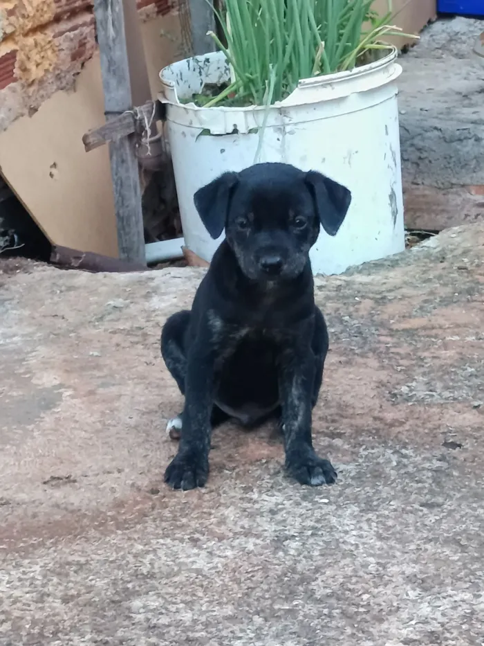 Cachorro raça SRD-ViraLata idade Abaixo de 2 meses nome Josyane Pires