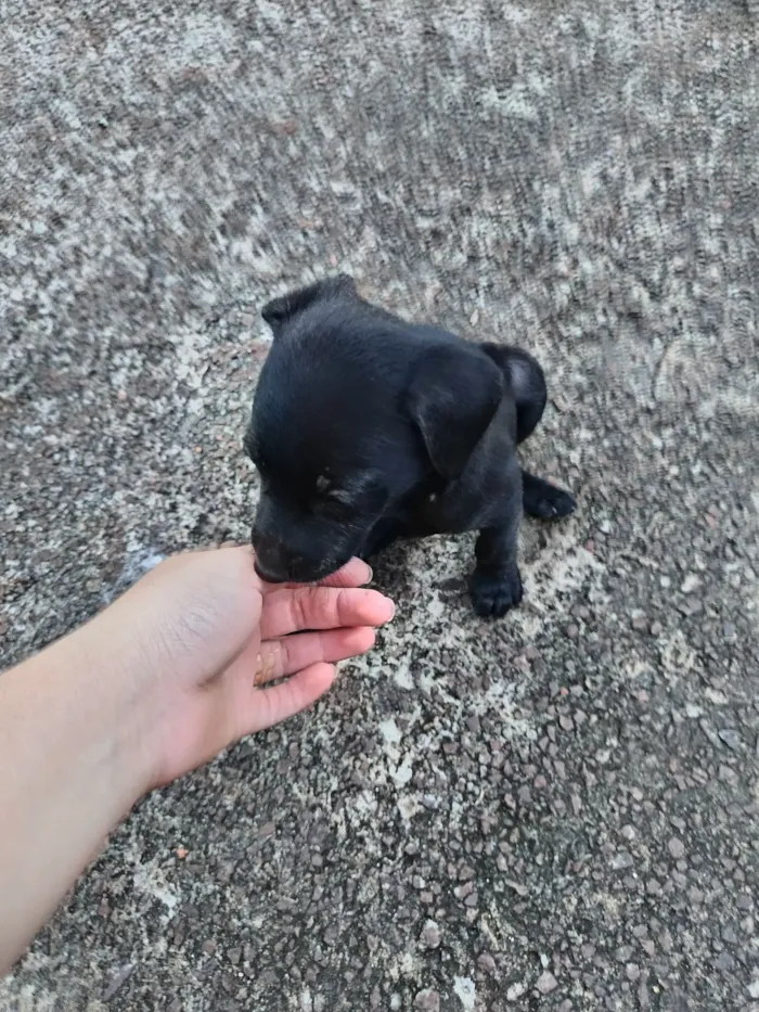 Cachorro raça SRD-ViraLata idade Abaixo de 2 meses nome Josyane Pires