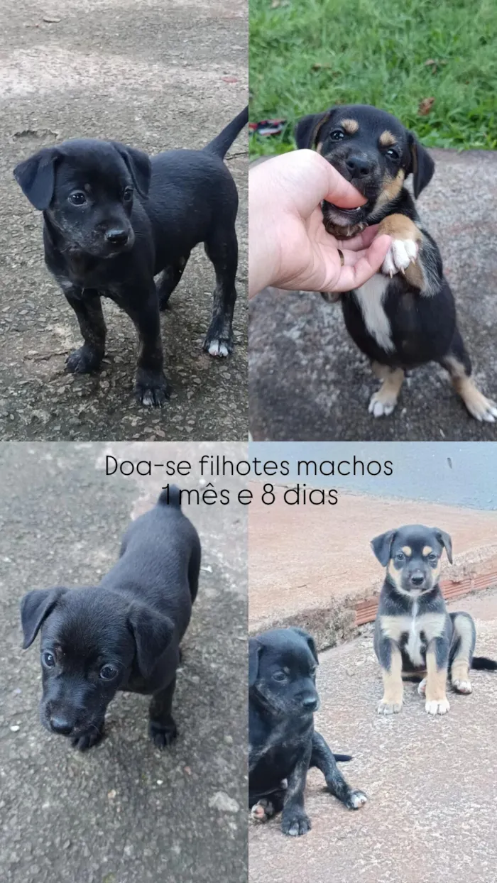 Cachorro raça SRD-ViraLata idade Abaixo de 2 meses nome Josyane Pires