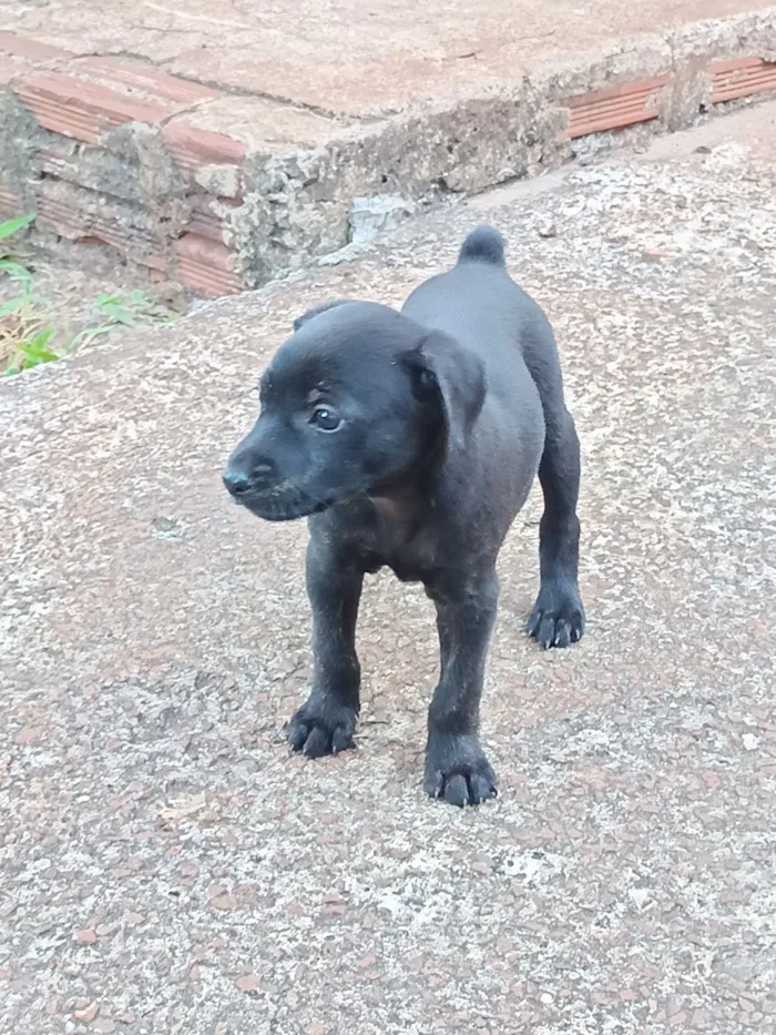 Cachorro raça SRD-ViraLata idade Abaixo de 2 meses nome Josyane Pires