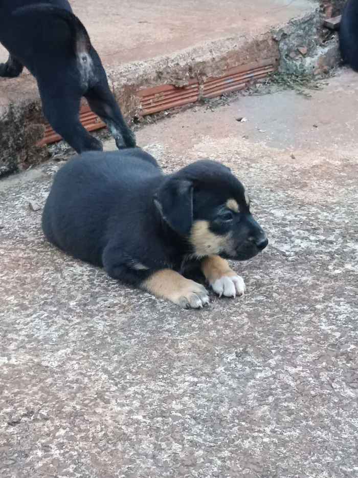 Cachorro raça SRD-ViraLata idade Abaixo de 2 meses nome Josyane Pires