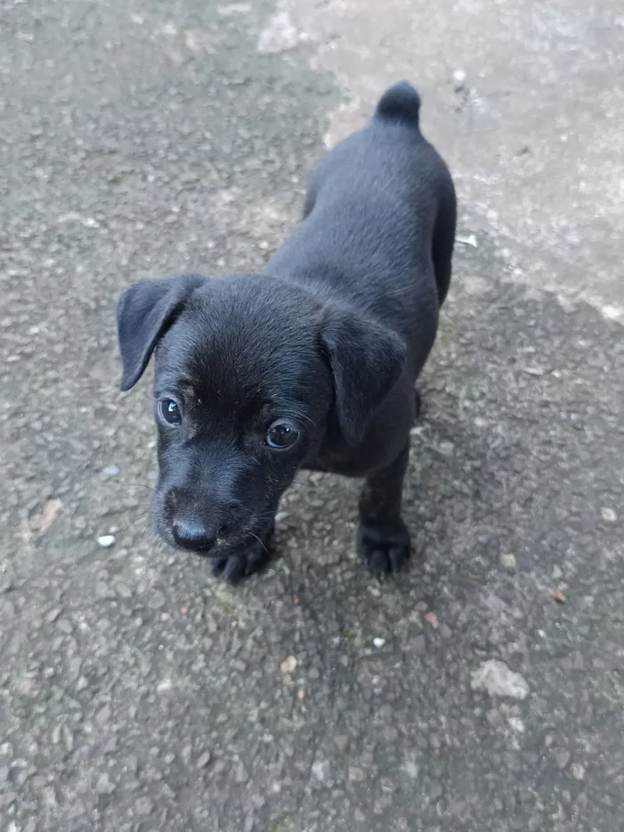 Cachorro raça SRD-ViraLata idade Abaixo de 2 meses nome Josyane Pires