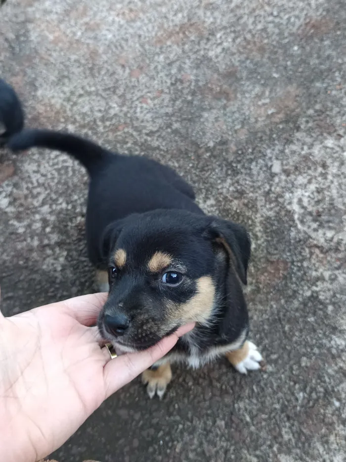 Cachorro raça SRD-ViraLata idade Abaixo de 2 meses nome Josyane Pires