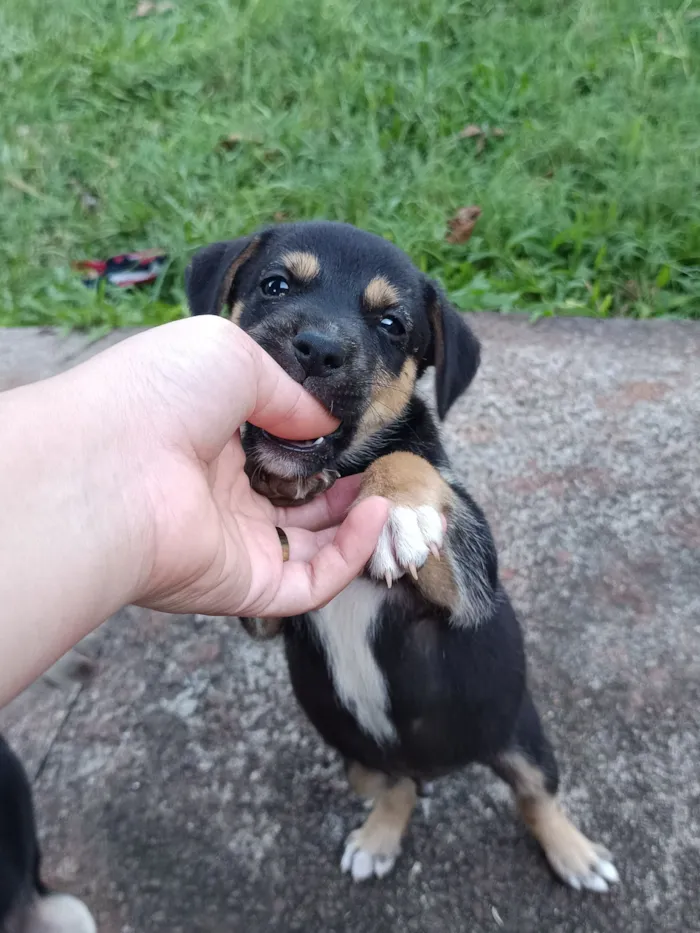 Cachorro raça SRD-ViraLata idade Abaixo de 2 meses nome Josyane Pires