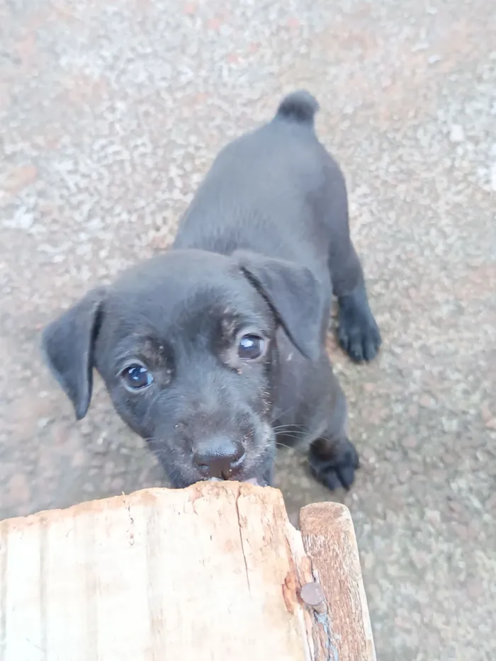 Cachorro raça SRD-ViraLata idade Abaixo de 2 meses nome Josyane Pires