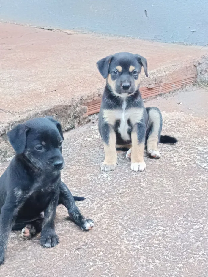 Cachorro raça SRD-ViraLata idade Abaixo de 2 meses nome Josyane Pires