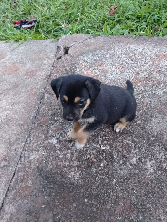 Cachorro raça SRD-ViraLata idade Abaixo de 2 meses nome Josyane Pires