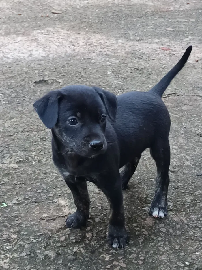 Cachorro raça SRD-ViraLata idade Abaixo de 2 meses nome Josyane Pires