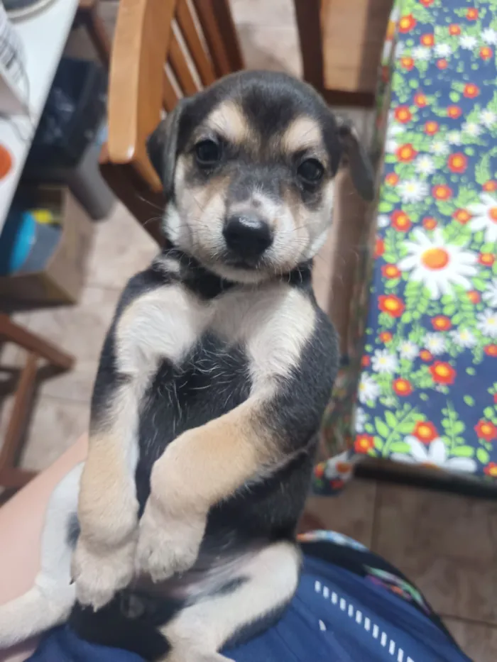 Cachorro raça SRD-ViraLata idade Abaixo de 2 meses nome Josyane Pires