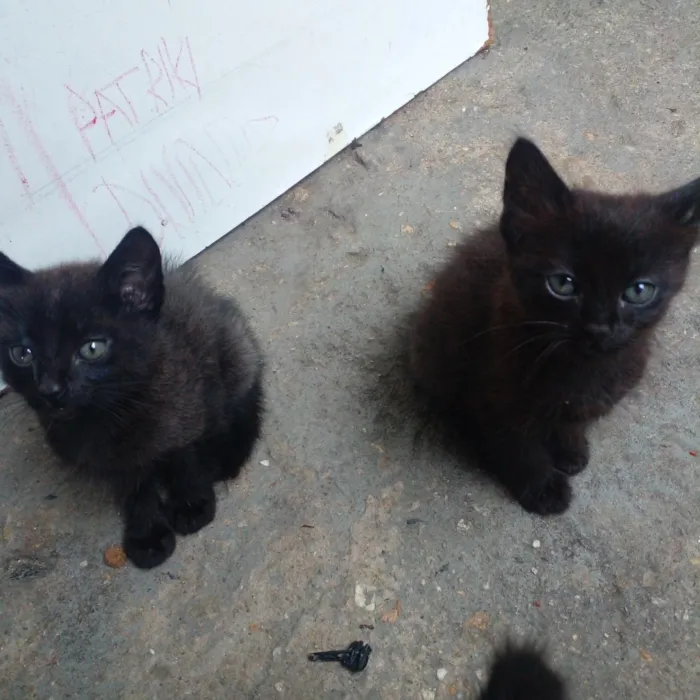 Gato raça SRD-ViraLata idade Abaixo de 2 meses nome Filhotes 