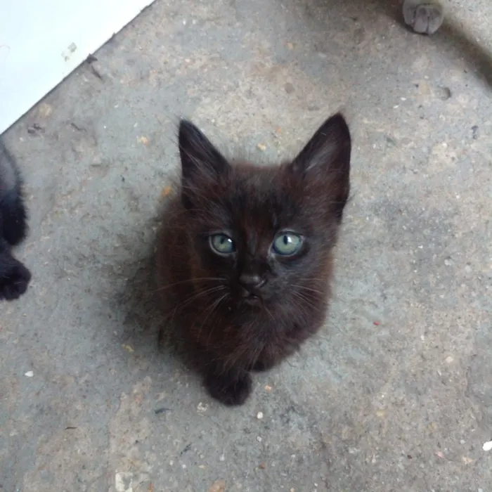 Gato raça SRD-ViraLata idade Abaixo de 2 meses nome Filhotes 