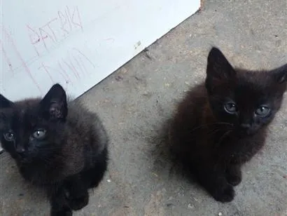 Gato raça SRD-ViraLata idade Abaixo de 2 meses nome Filhotes 