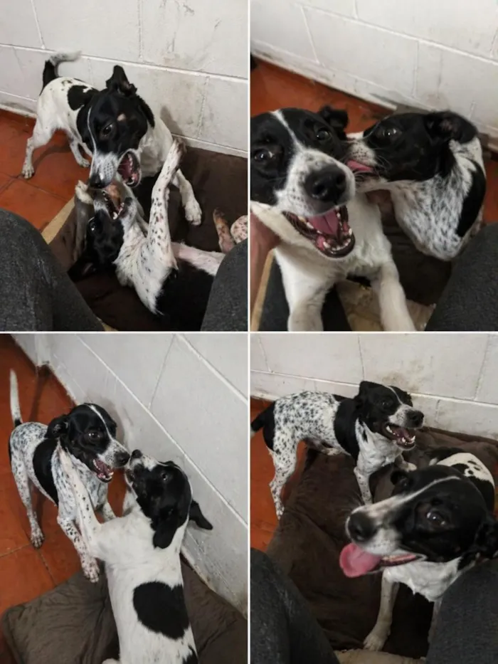 Cachorro raça SRD-ViraLata idade 1 ano nome bob e rock