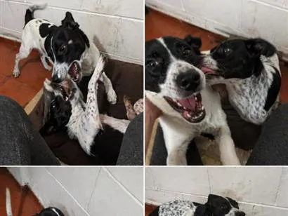 Cachorro raça SRD-ViraLata idade 1 ano nome bob e rock