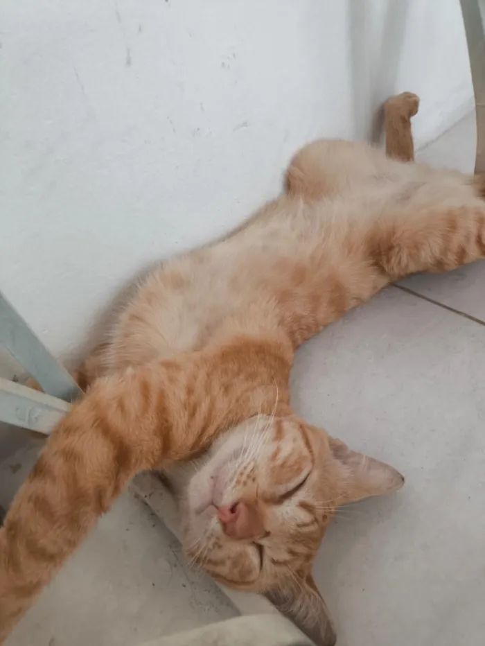 Gato raça SRD-ViraLata idade 2 anos nome Mickey 