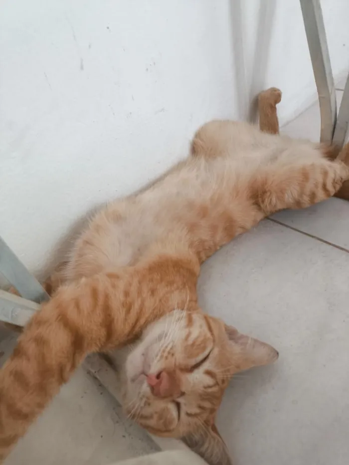 Gato raça SRD-ViraLata idade 2 anos nome Mickey 