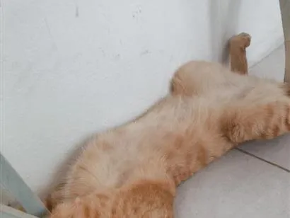 Gato raça SRD-ViraLata idade 2 anos nome Mickey 