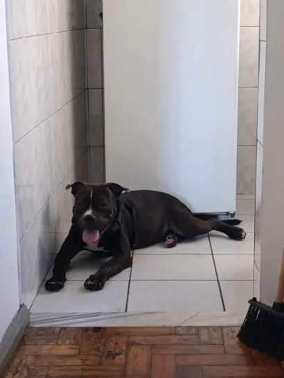 Cachorro raça Pit-Bull idade 1 ano nome Negão 