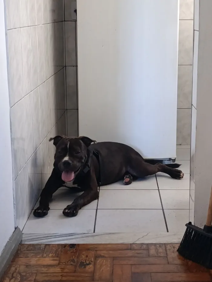 Cachorro raça Pit-Bull idade 1 ano nome Negão 