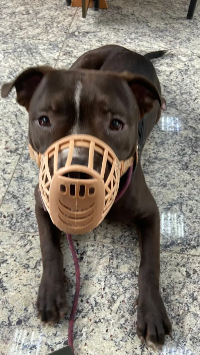 Cachorro raça Pit-Bull idade 1 ano nome Negão 