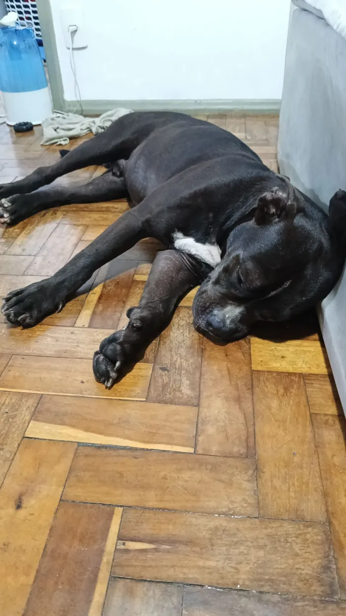 Cachorro raça Pit-Bull idade 1 ano nome Negão 