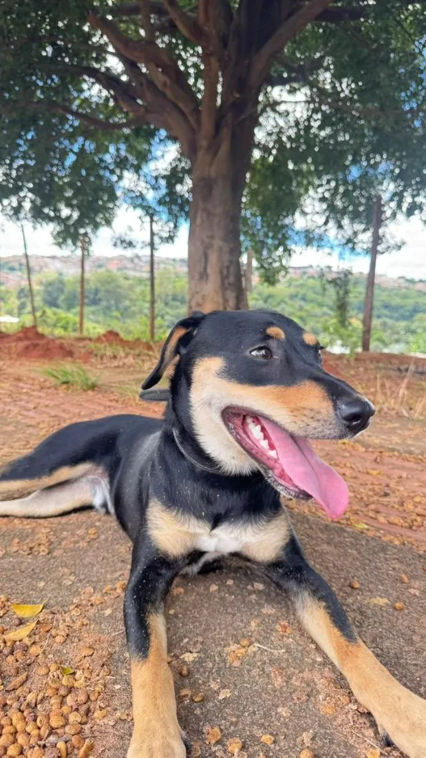 Cachorro raça SRD-ViraLata idade 7 a 11 meses nome BOB