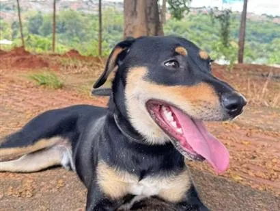 Cachorro raça SRD-ViraLata idade 7 a 11 meses nome BOB