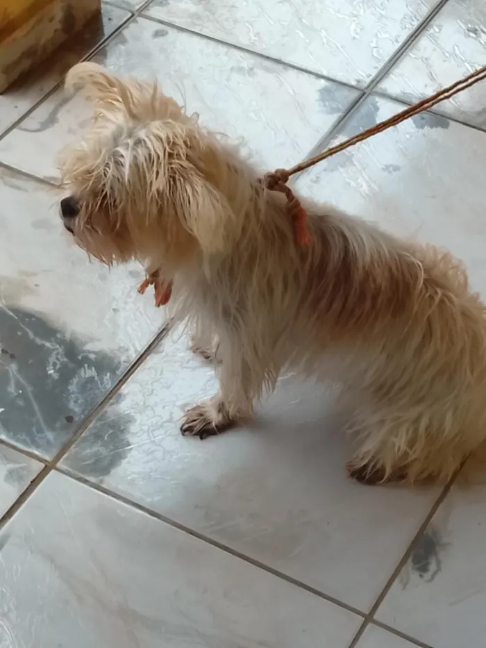 Cachorro raça Shitzu idade 7 a 11 meses nome Eva