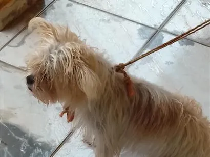 Cachorro raça Shitzu idade 7 a 11 meses nome Eva