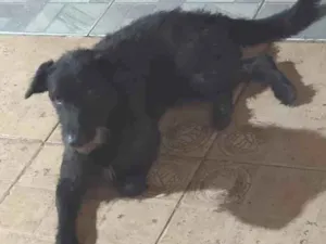 Cachorro raça SRD-ViraLata idade 1 ano nome Kovu