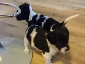 Cachorro raça SRD-ViraLata idade Abaixo de 2 meses nome Bolt e Cooke