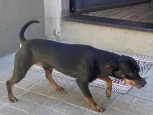Cachorro raça Pinscher idade 7 a 11 meses nome Lola vira-lata miúdo dócil e obediente 