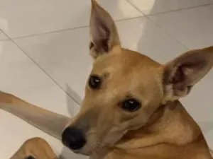 Cachorro raça SRD-ViraLata idade 1 ano nome Mel Marlon 