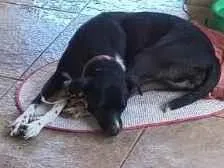 Cachorro raça SRD-ViraLata idade 1 ano nome Catarina