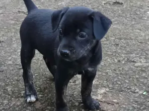 Cachorro raça SRD-ViraLata idade Abaixo de 2 meses nome Josyane Pires
