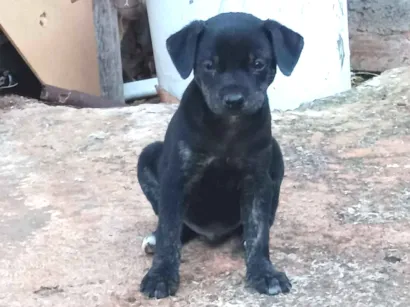 Cachorro raça SRD-ViraLata idade Abaixo de 2 meses nome Josyane Pires