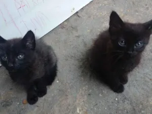 Gato raça SRD-ViraLata idade Abaixo de 2 meses nome Filhotes 