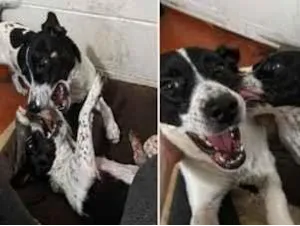 Cachorro raça SRD-ViraLata idade 1 ano nome bob e rock