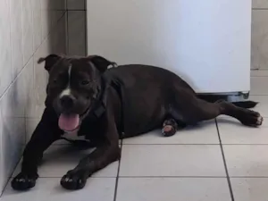 Cachorro raça Pit-Bull idade 1 ano nome Negão 