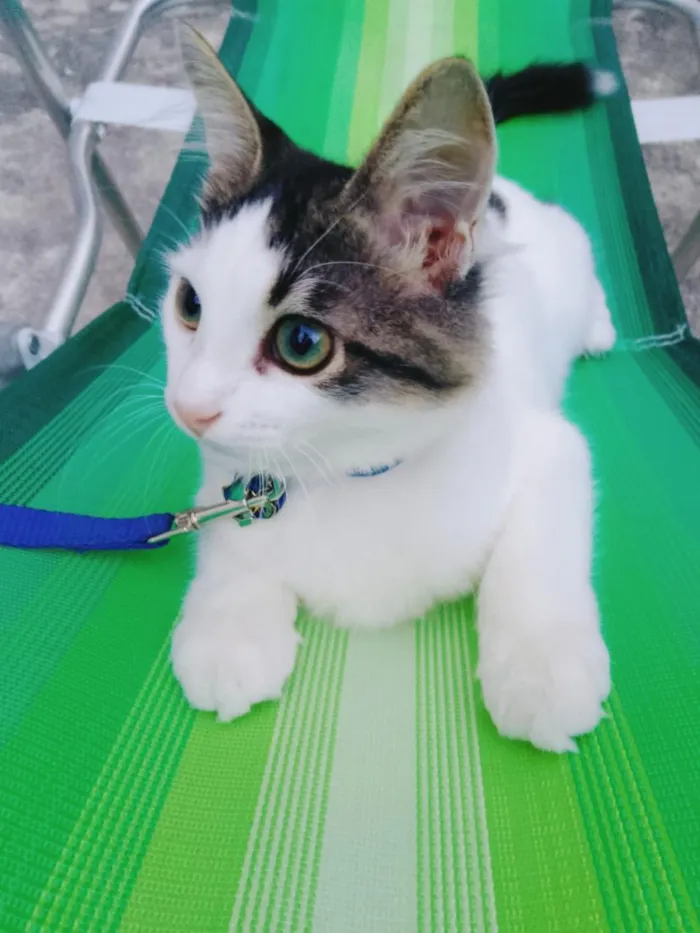 Gato raça SRD-ViraLata idade 2 a 6 meses nome COOKIE
