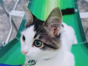 Gato raça SRD-ViraLata idade 2 a 6 meses nome COOKIE