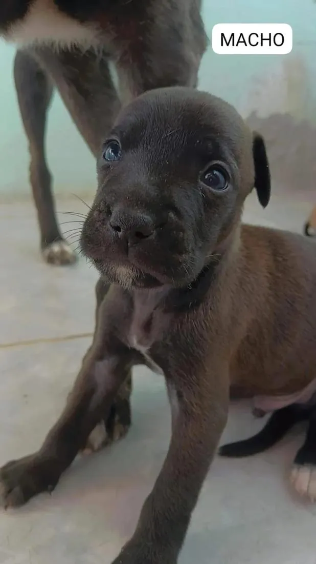 Cachorro raça SRD-ViraLata idade Abaixo de 2 meses nome Max