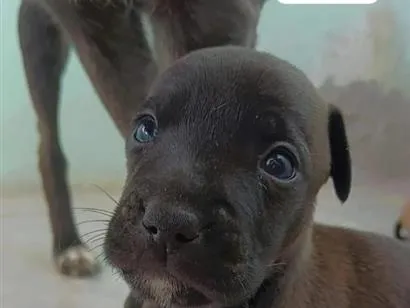 Cachorro raça SRD-ViraLata idade Abaixo de 2 meses nome Max